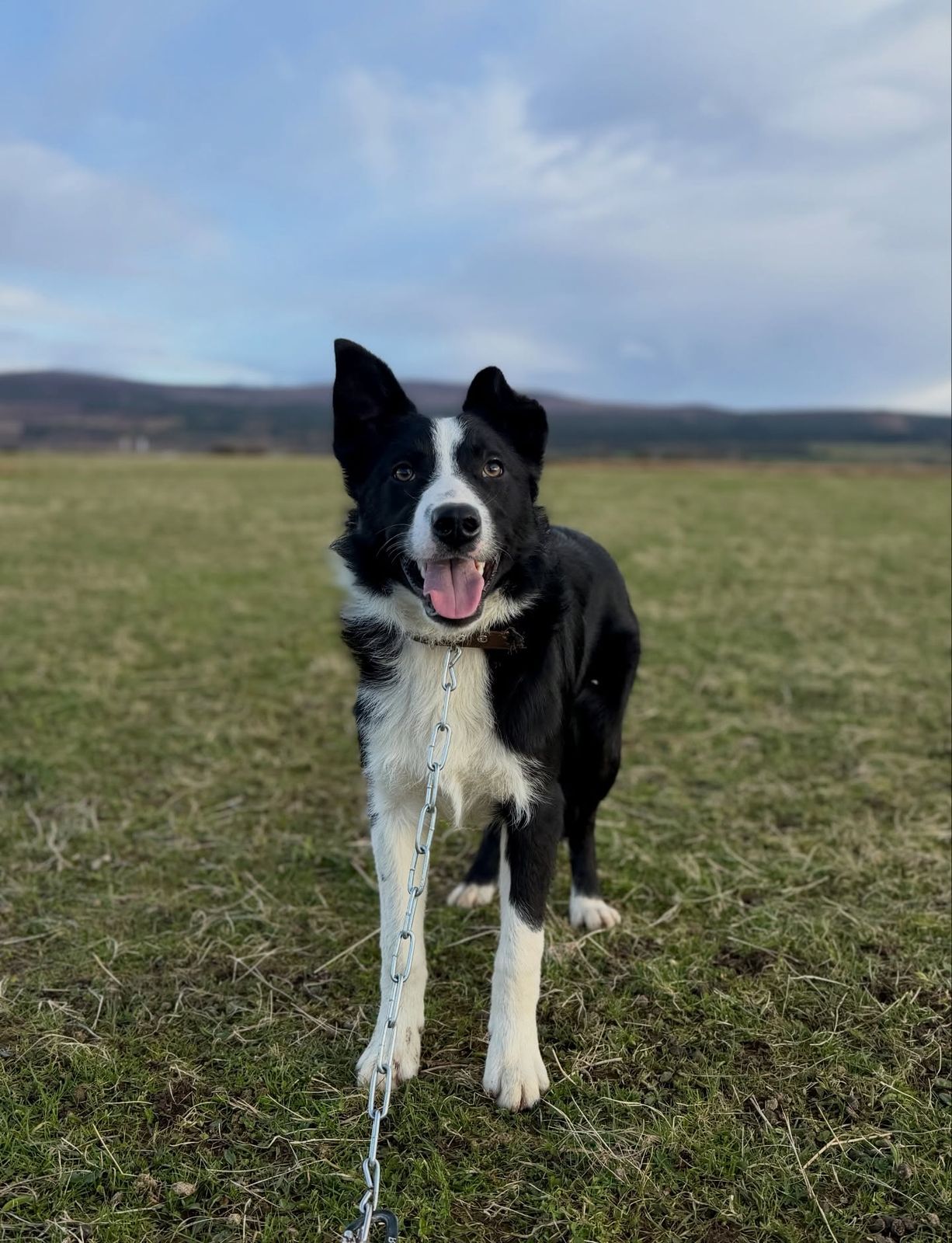 A border collie on the hill path