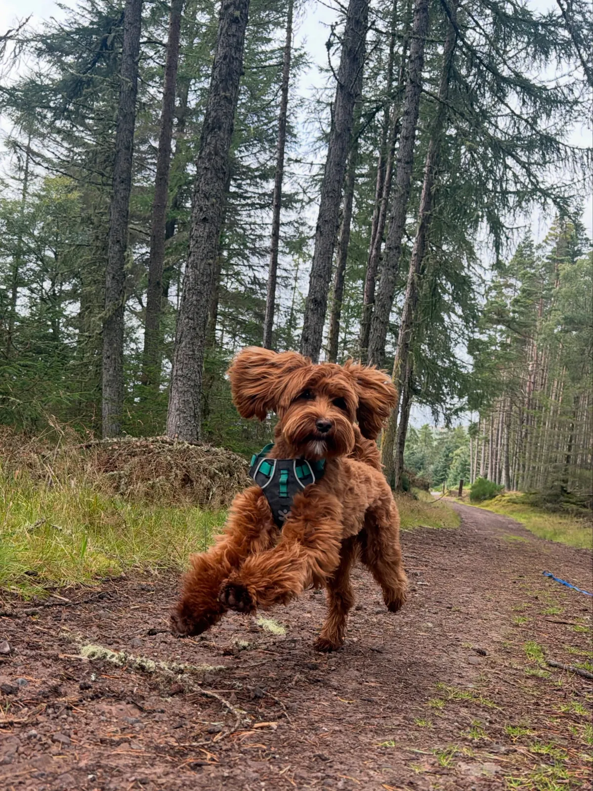 A woodland wander