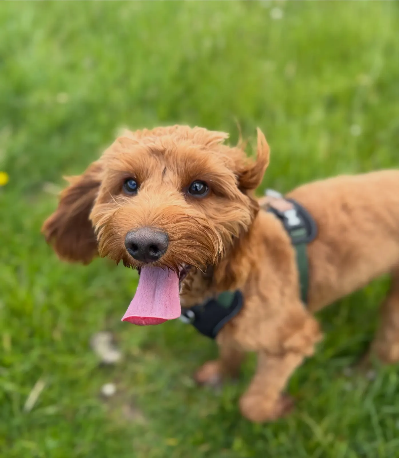 A very happy dog in the grass at Mary's Meadow