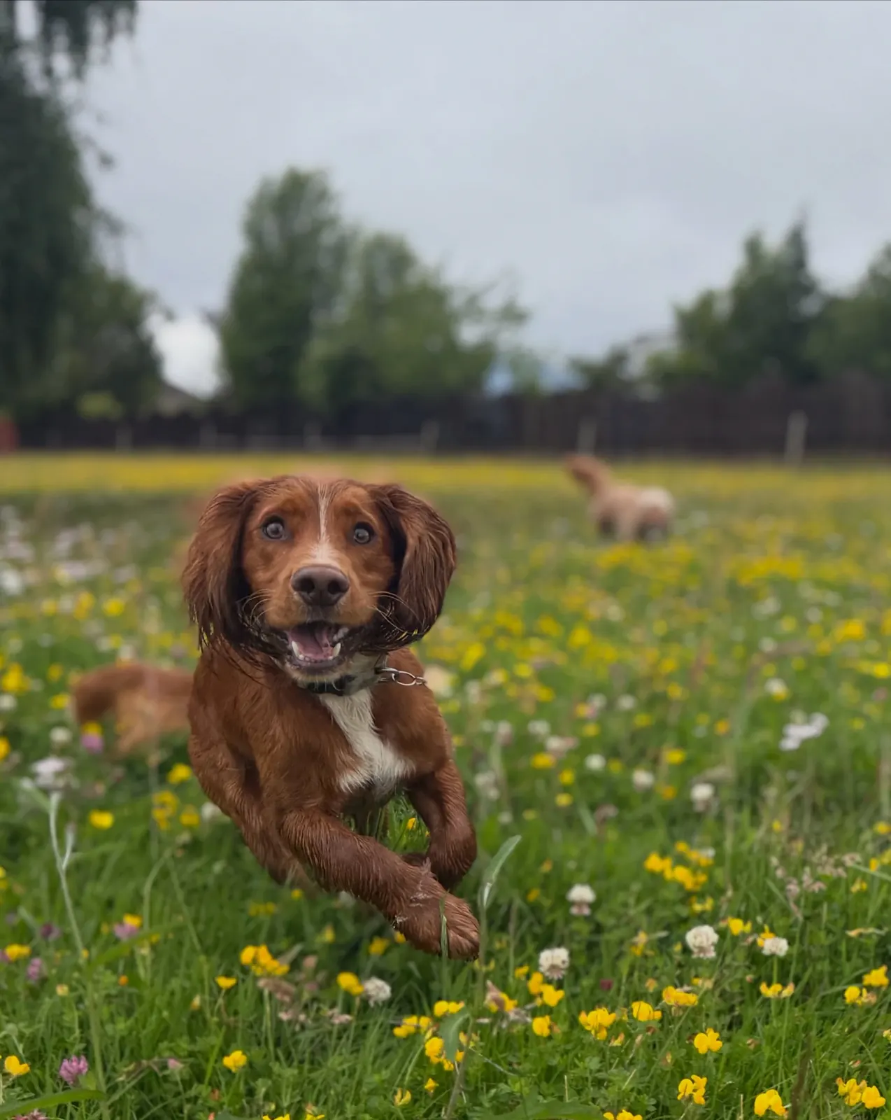 Full speed through the flowers