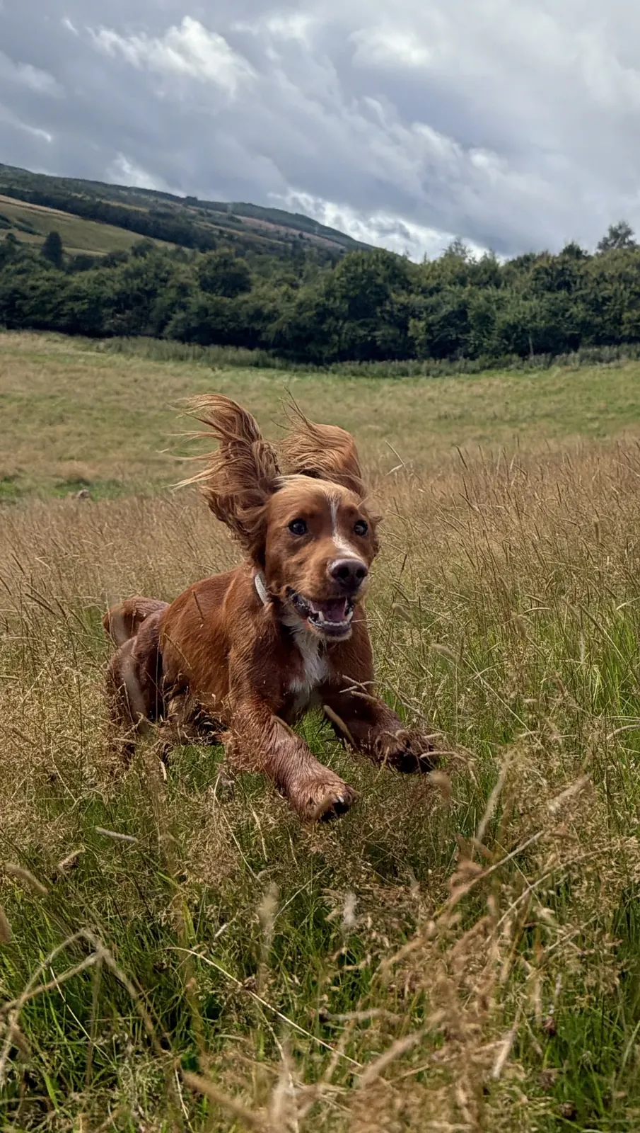 Ears up, brakes off