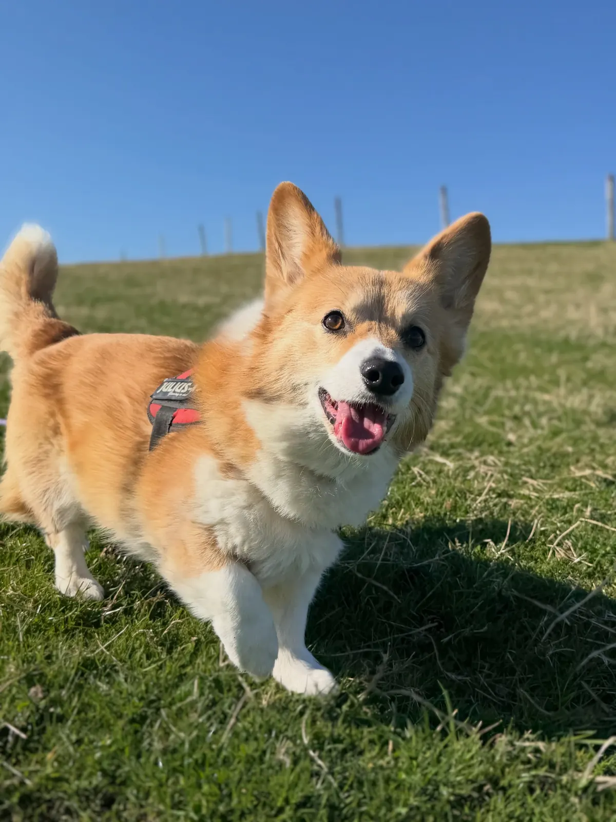 A corgi smiling in the field