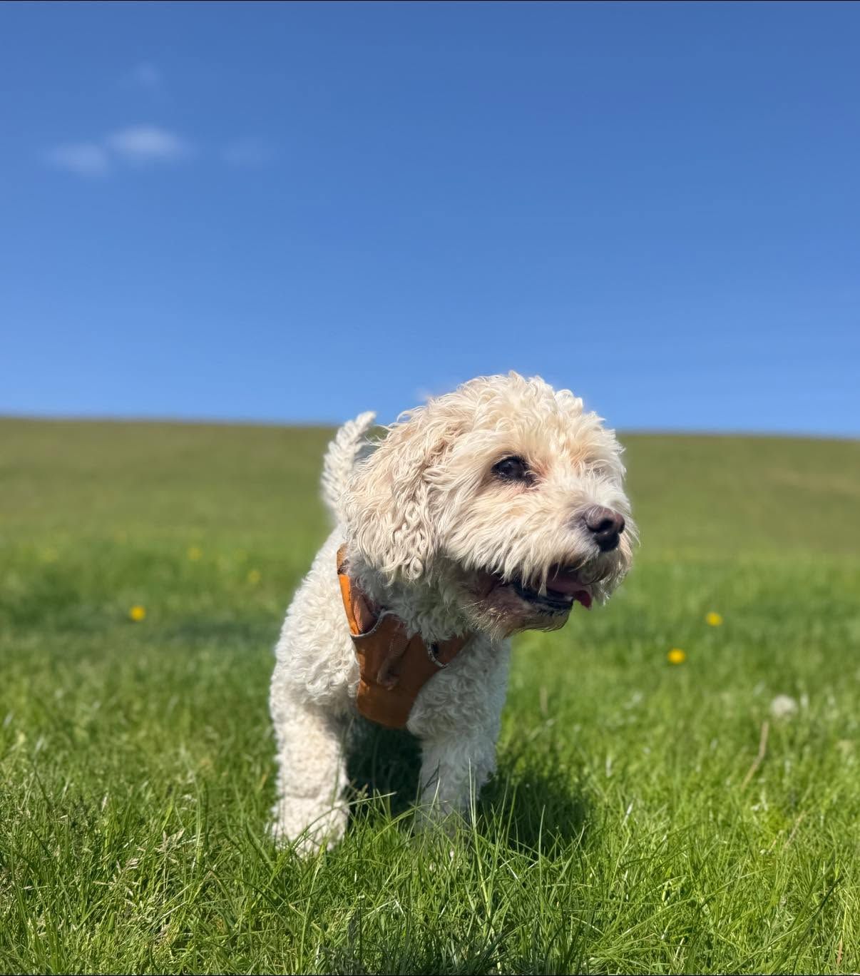 Blue sky days