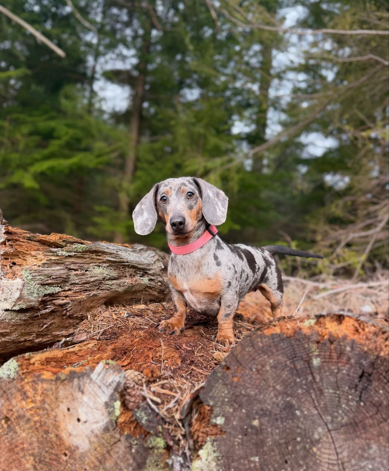 A dapple dachshund on the forest logs