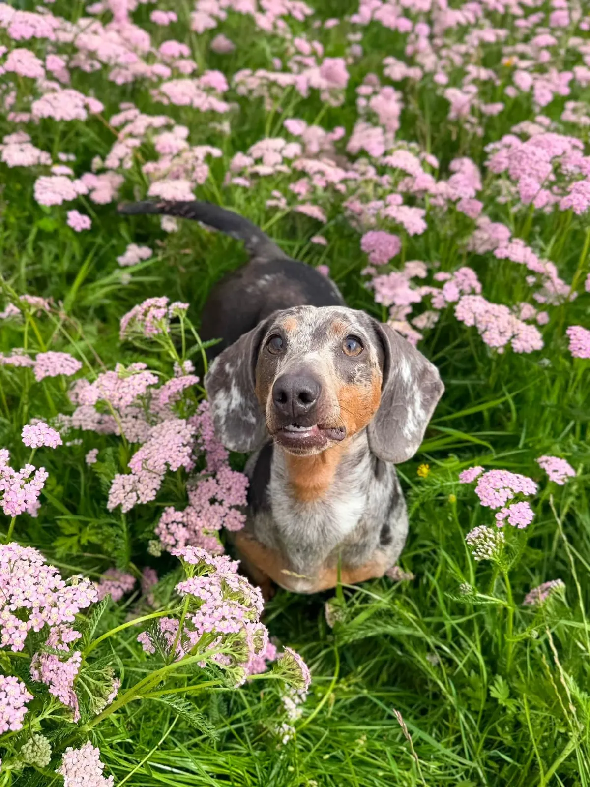 Small dog, big meadow