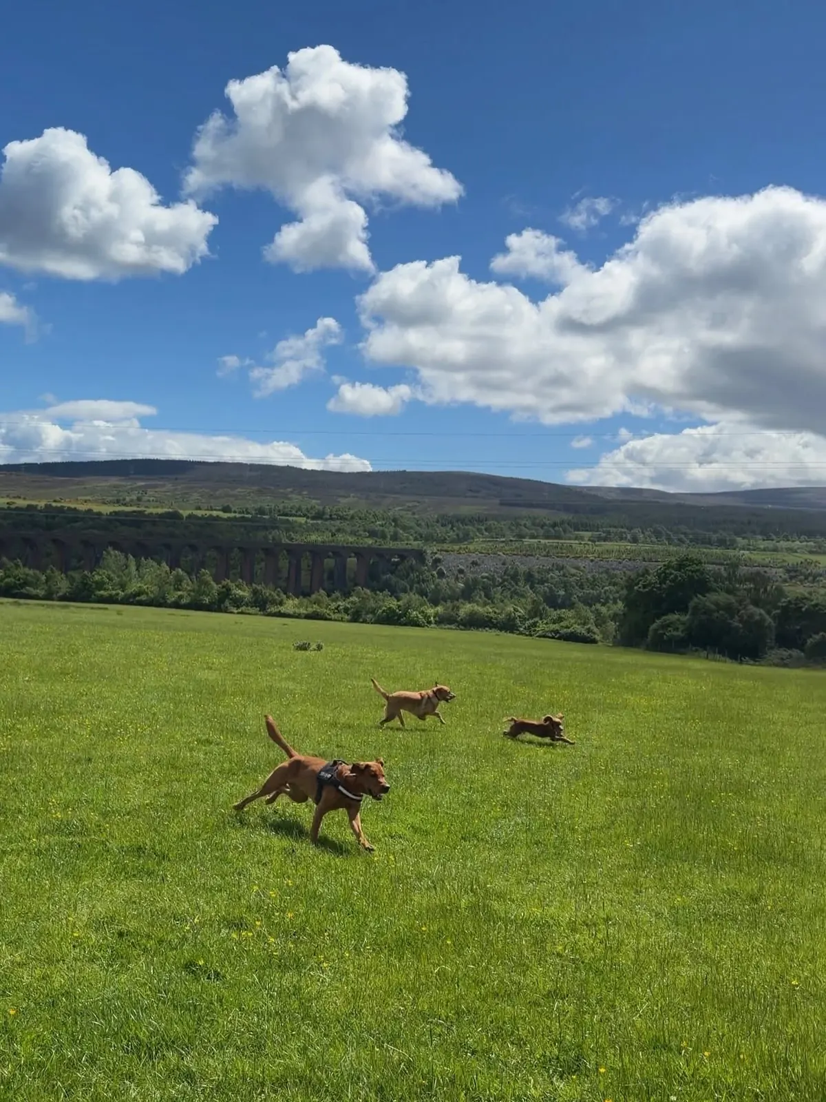 Three dogs charging across the field at Mary's Meadow with Culloden Viaduct behind