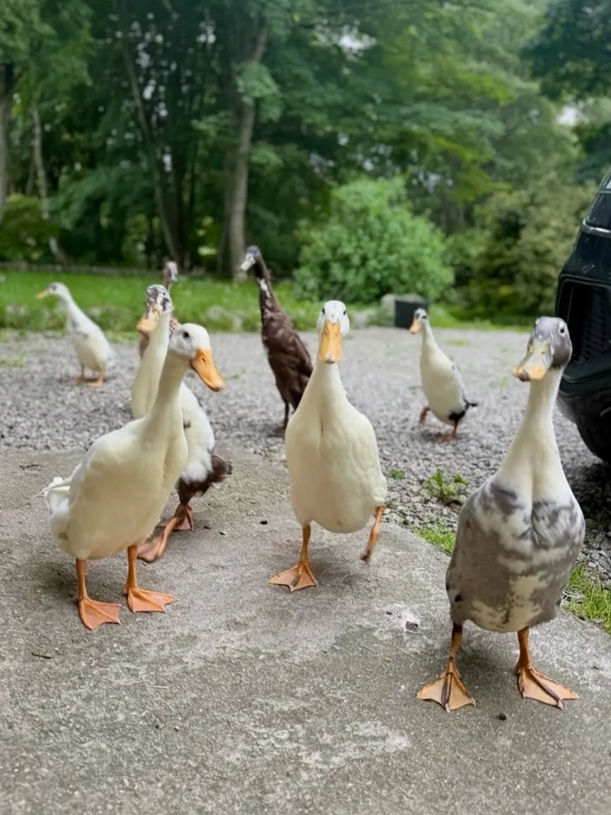The ducks coming to say hello