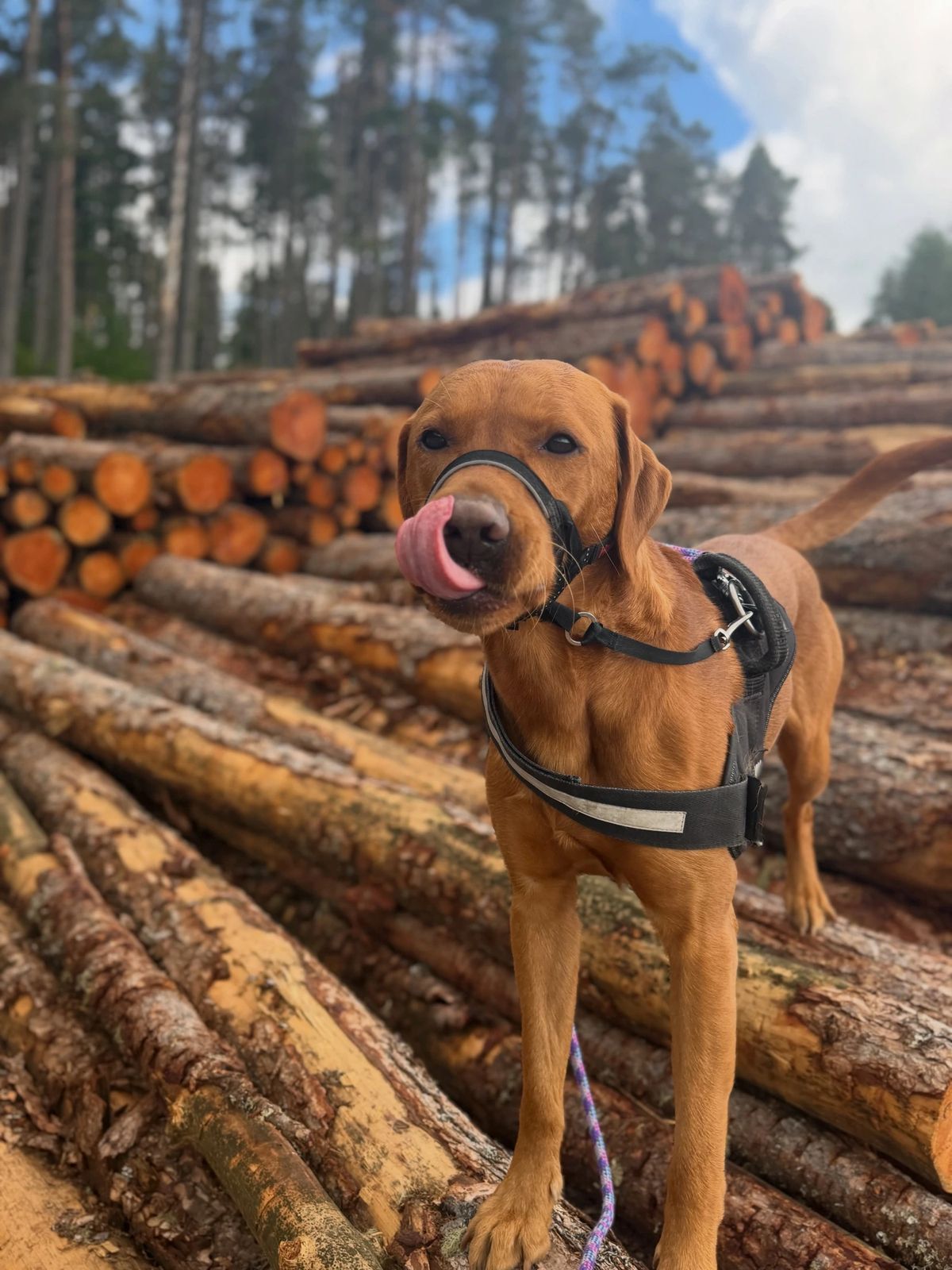 A quiet moment on the logs