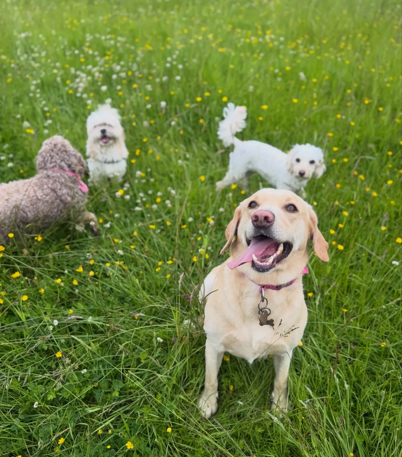 A group of dogs in the buttercup meadow