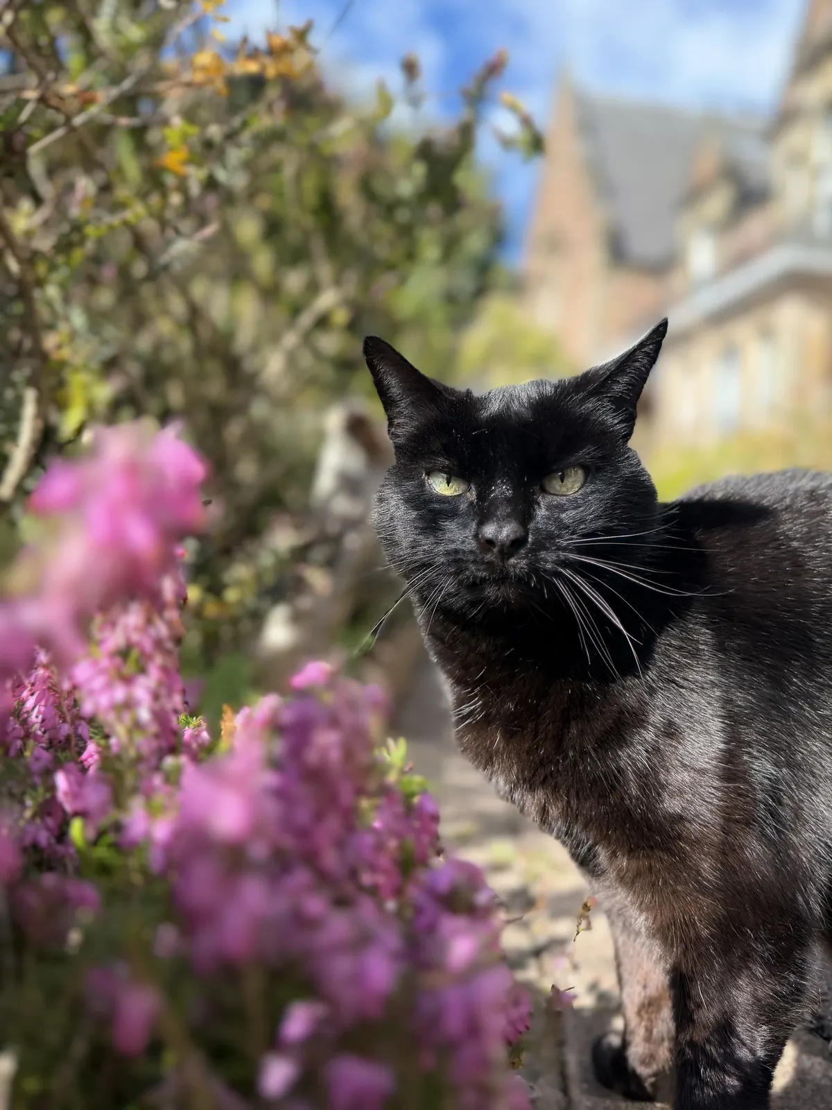 Jingle the black cat among the garden flowers