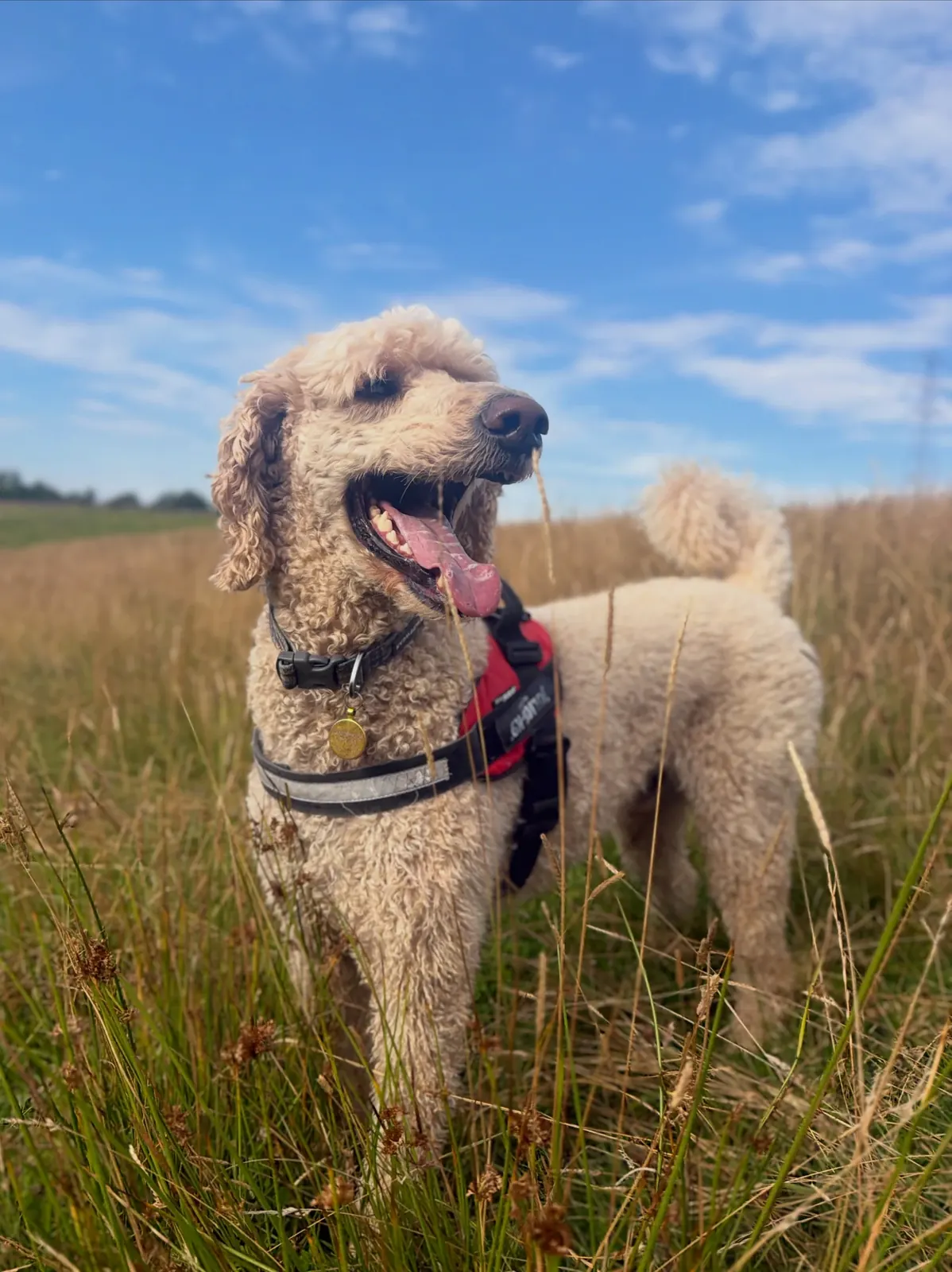 Tall grass explorer