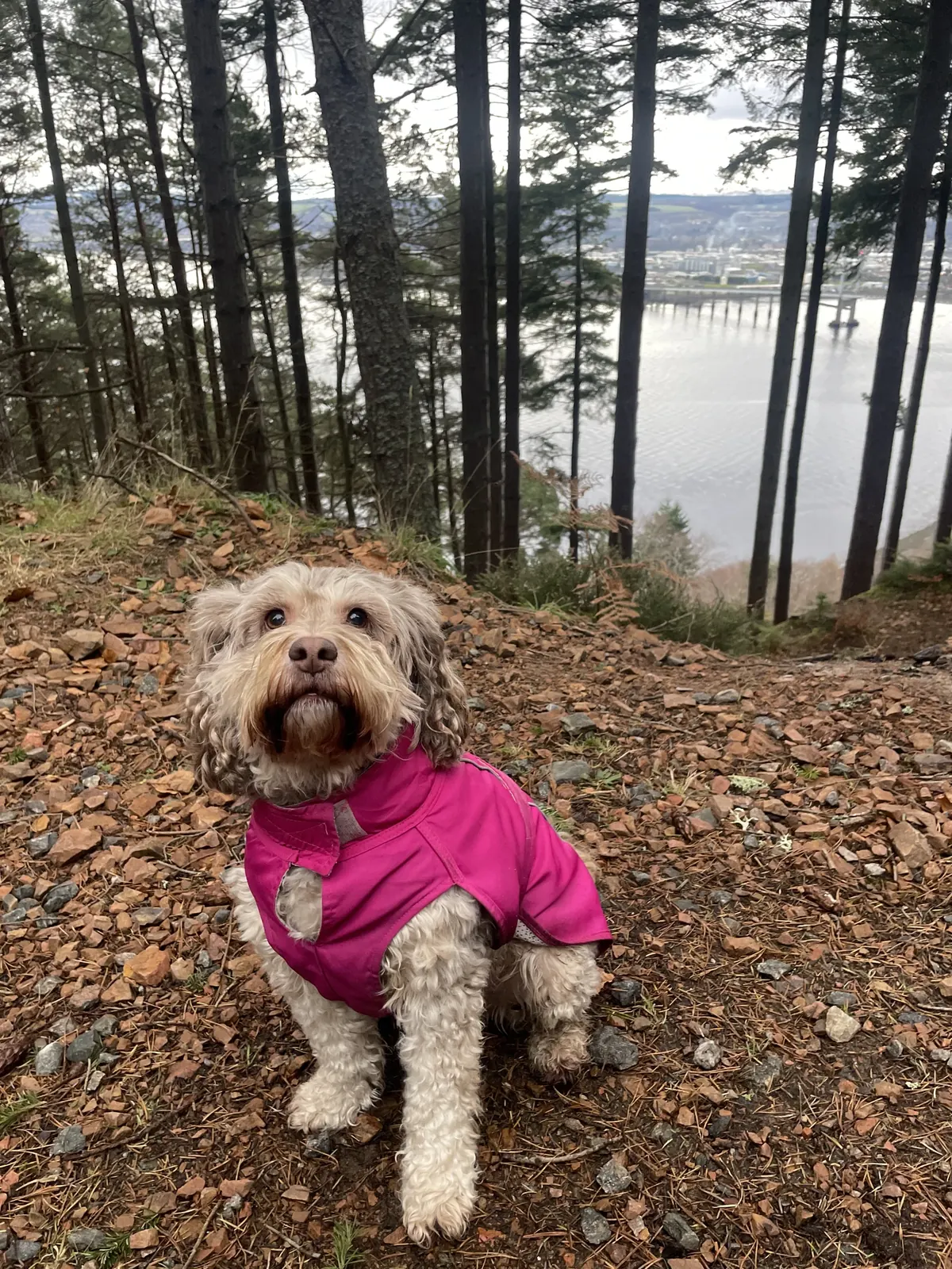 Mocha the cockapoo in her pink coat on a forest walk
