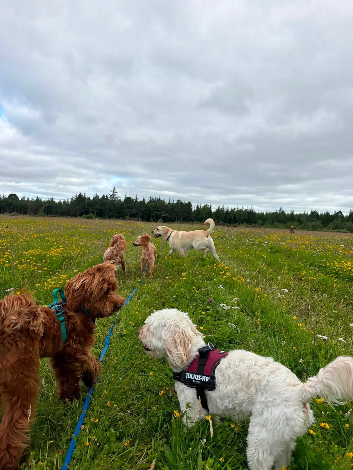 The walking crew spread across the field