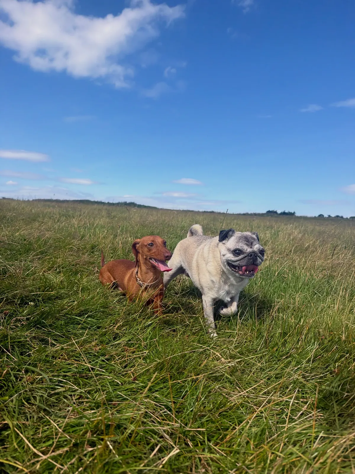 An unlikely pair
