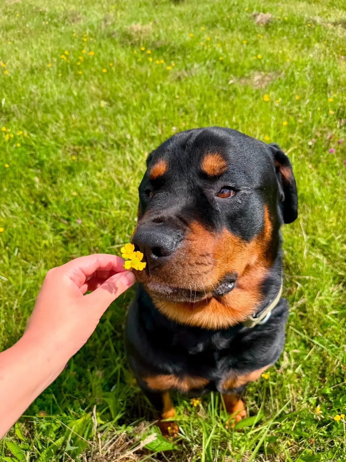 A gentle moment between walks