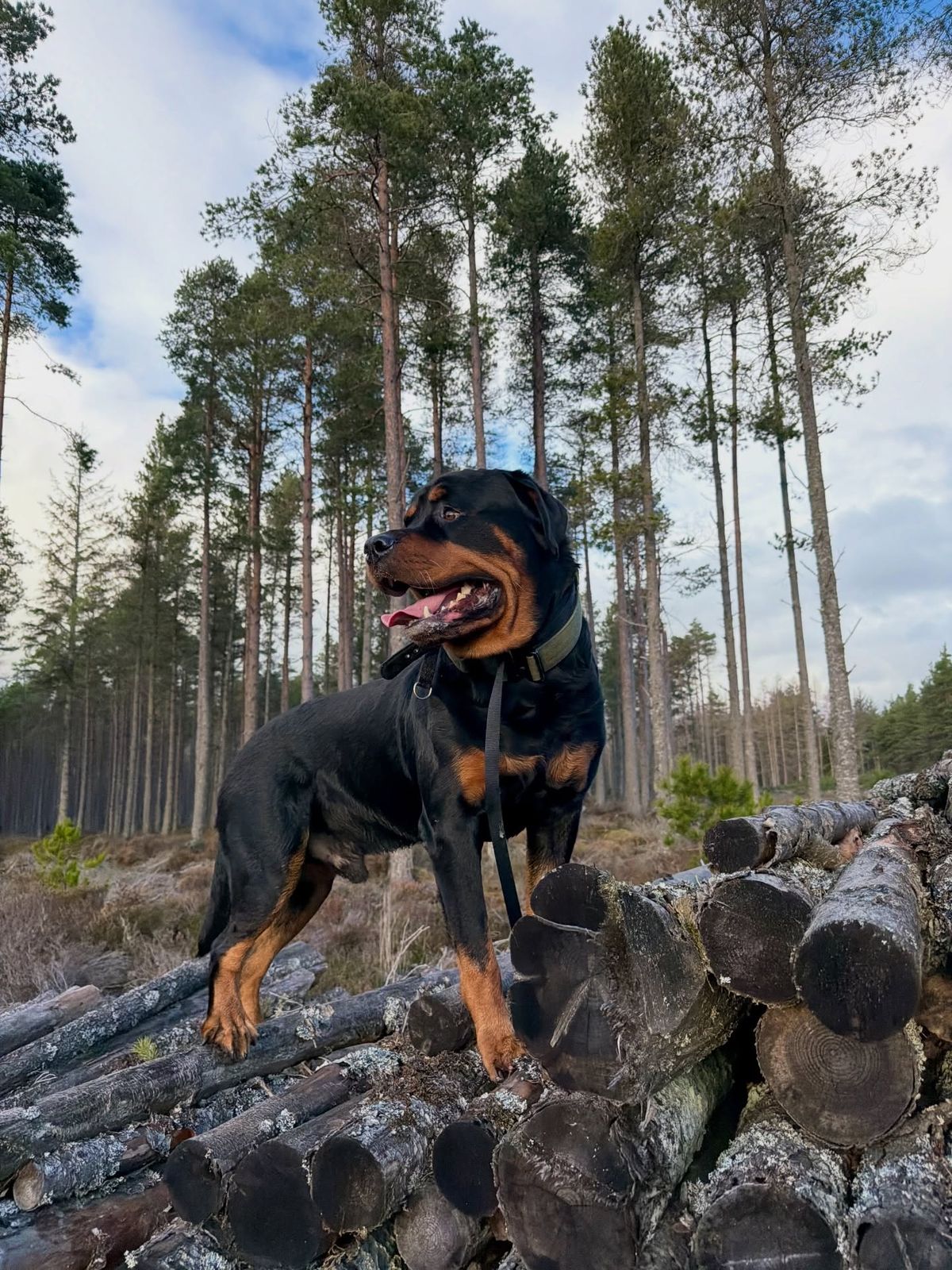 Surveying the pinewoods