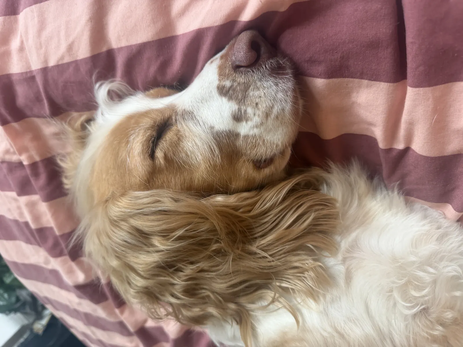 A dog fast asleep and settled at home