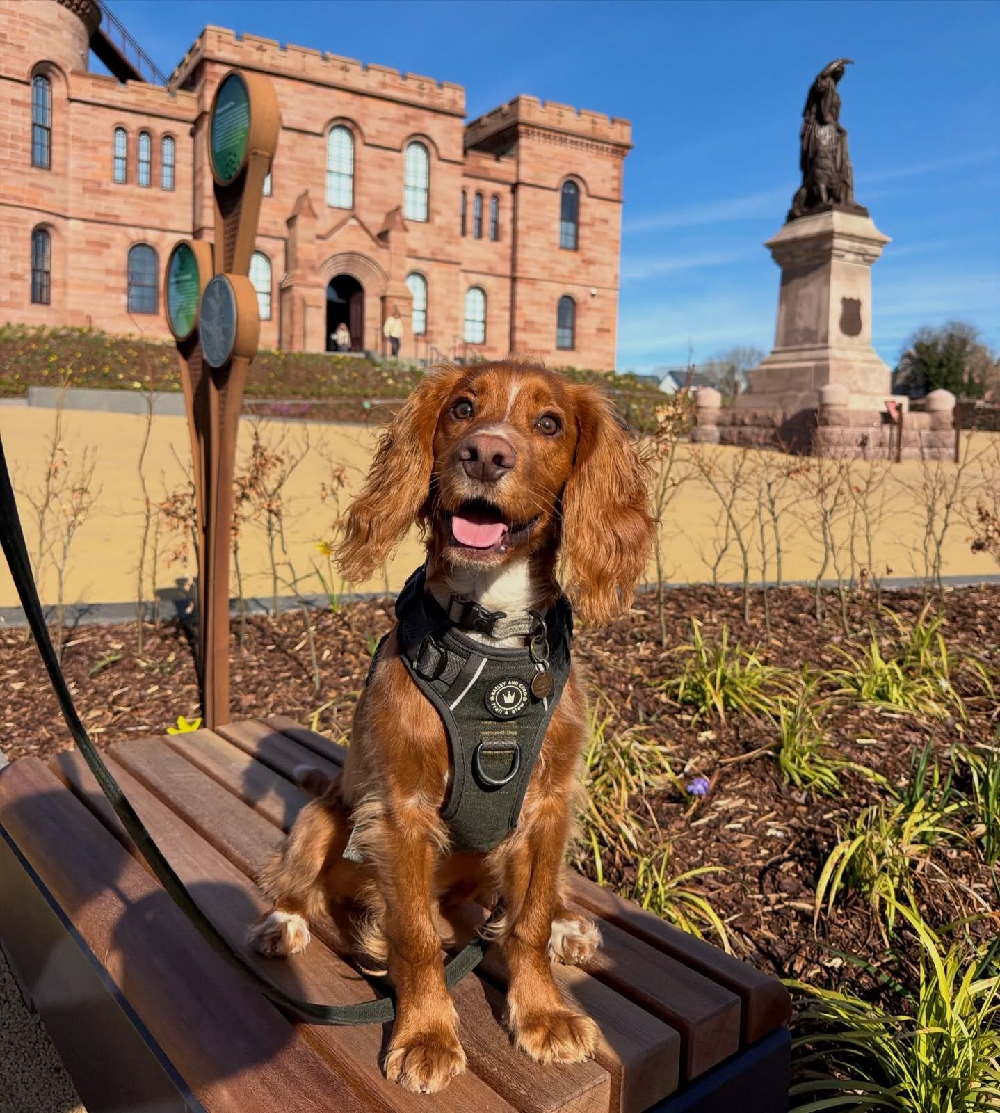 A spaniel on a walk past Inverness Castle