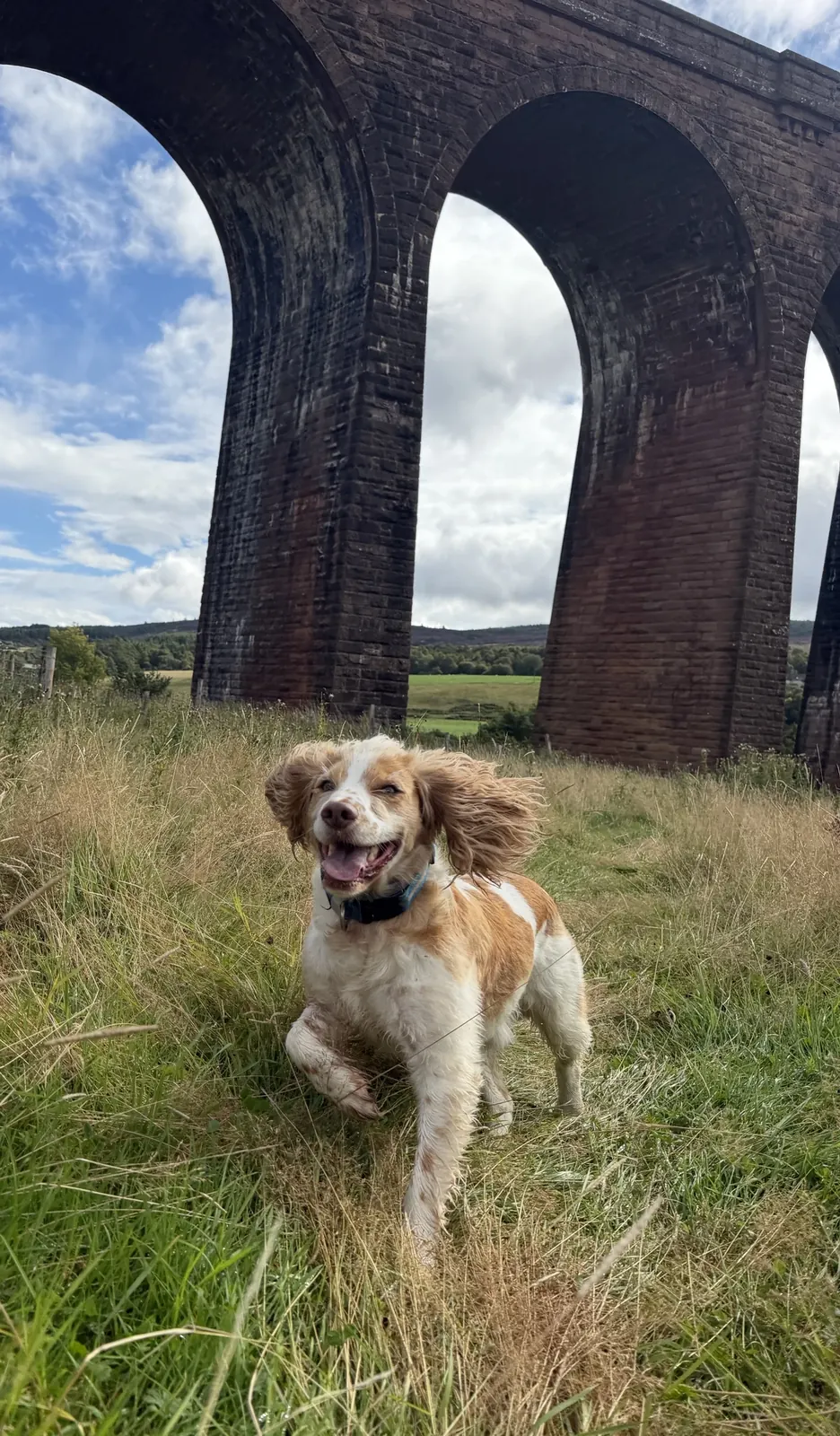 Flying beneath the arches
