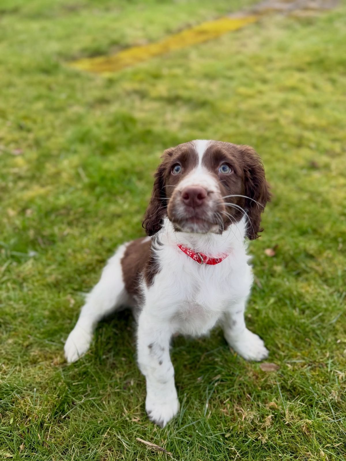 A springer spaniel puppy in a red bandana